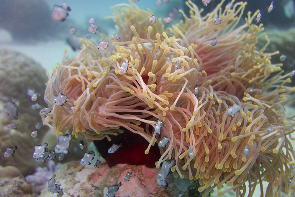 Reef photo with colors restored by ScubAI — orange sponge, red hermit crab