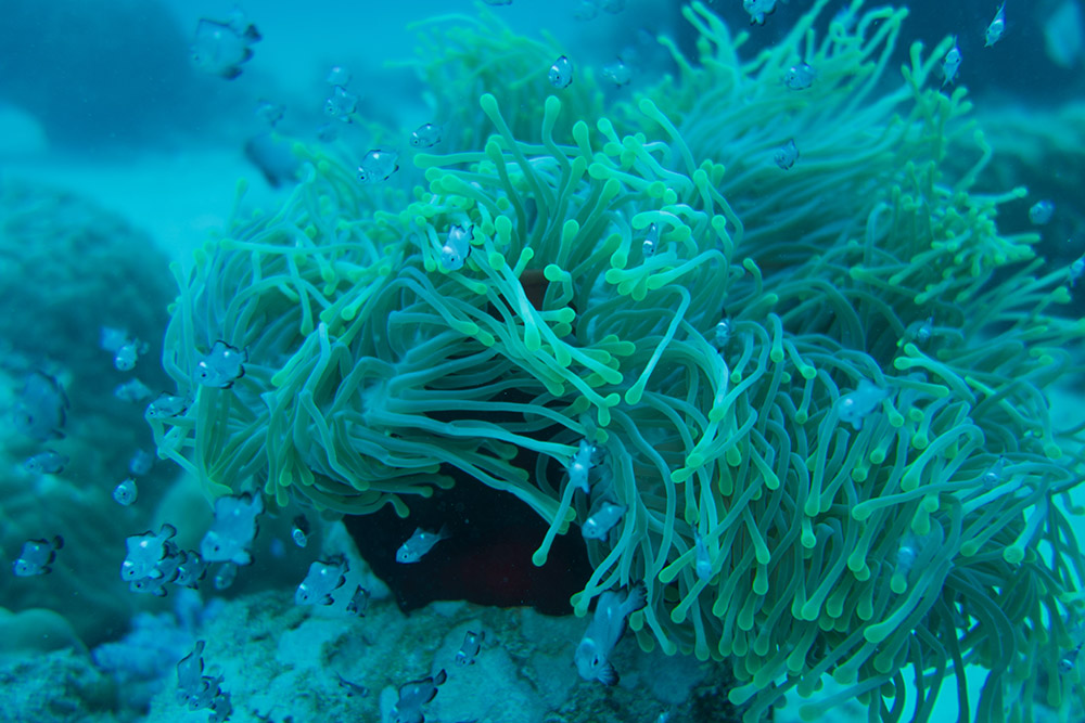 The same reef photo before correction — blue-green cast