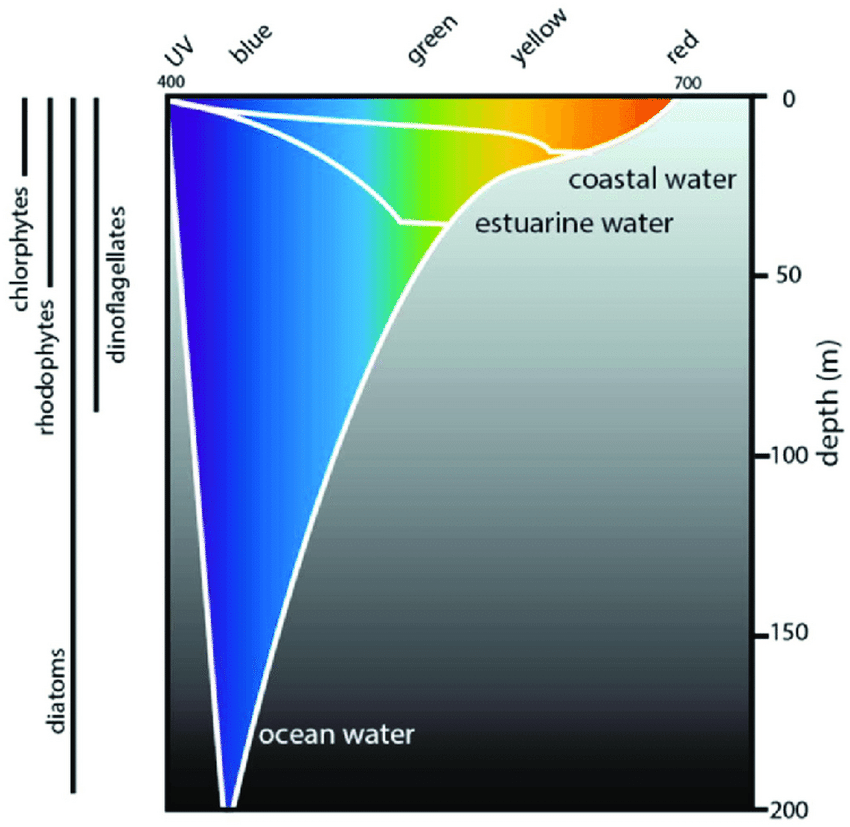 Difference in light penetration between oceanic and coastal/estuarine conditions