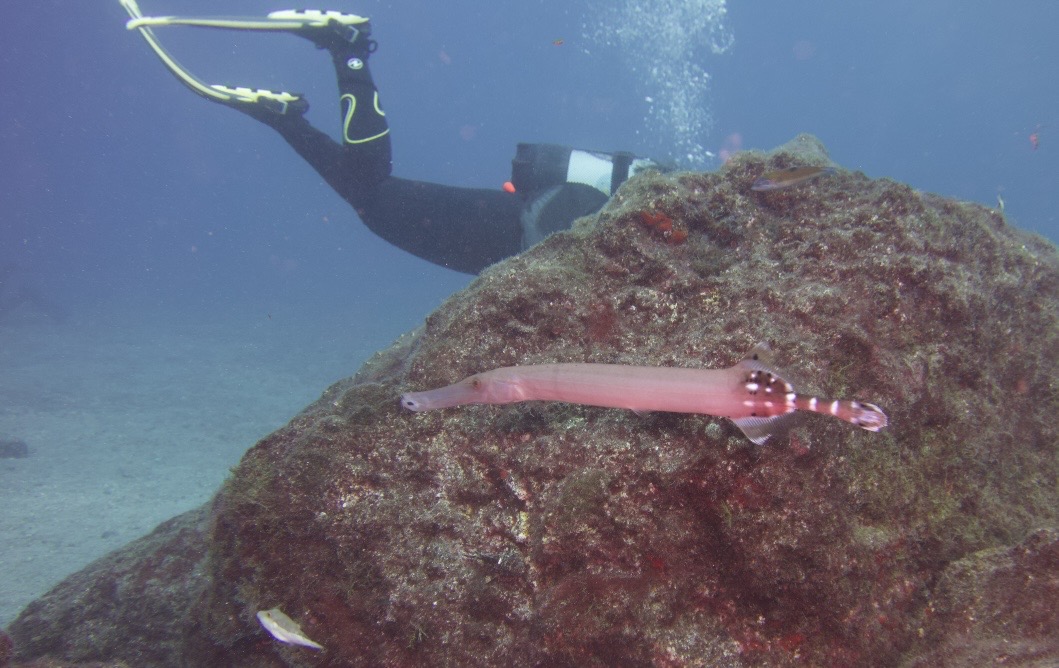 Mixed lighting underwater — strobe-lit foreground vs ambient-lit background