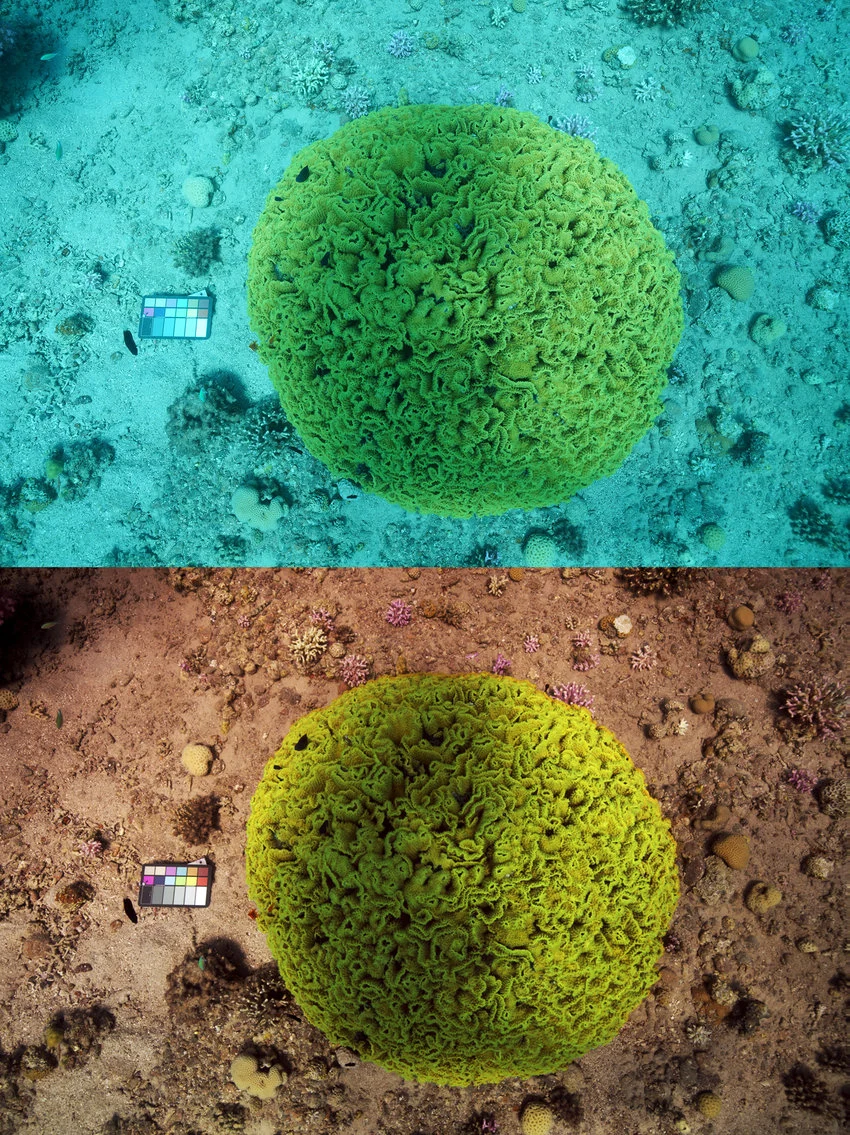 Sea-Thru results — before and after removing water from underwater images