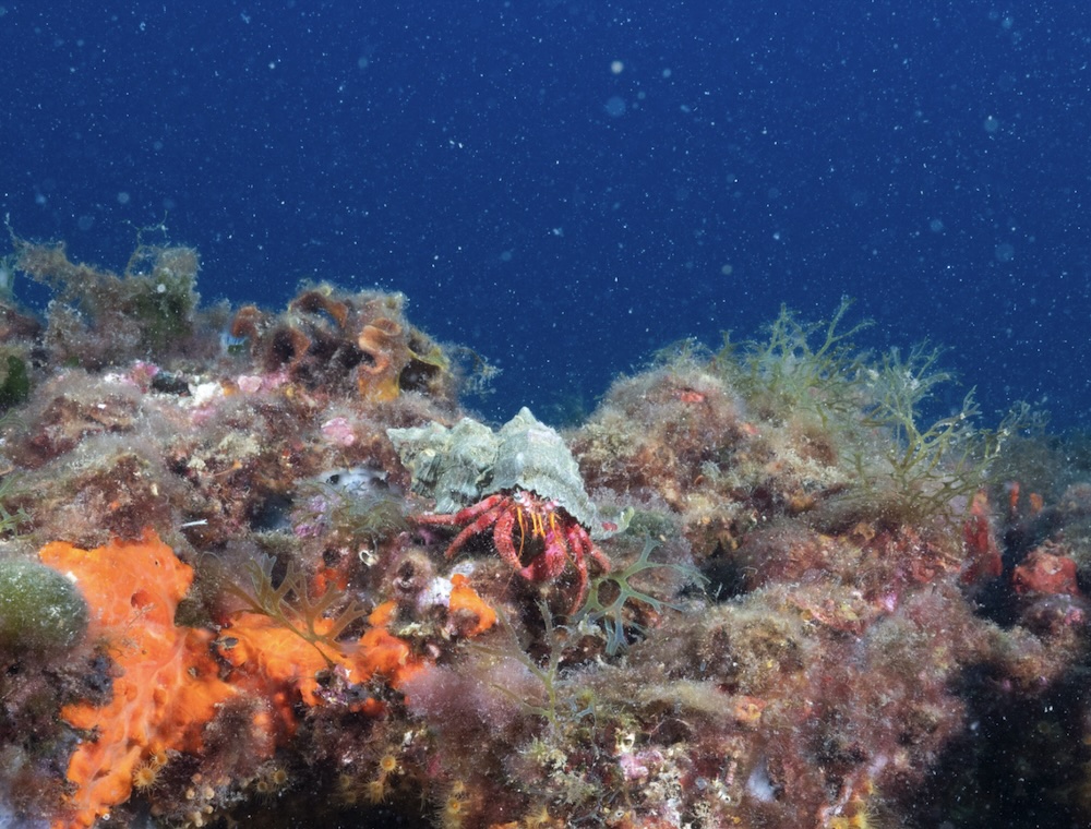 Backscatter — particles lit by the strobe between camera and subject