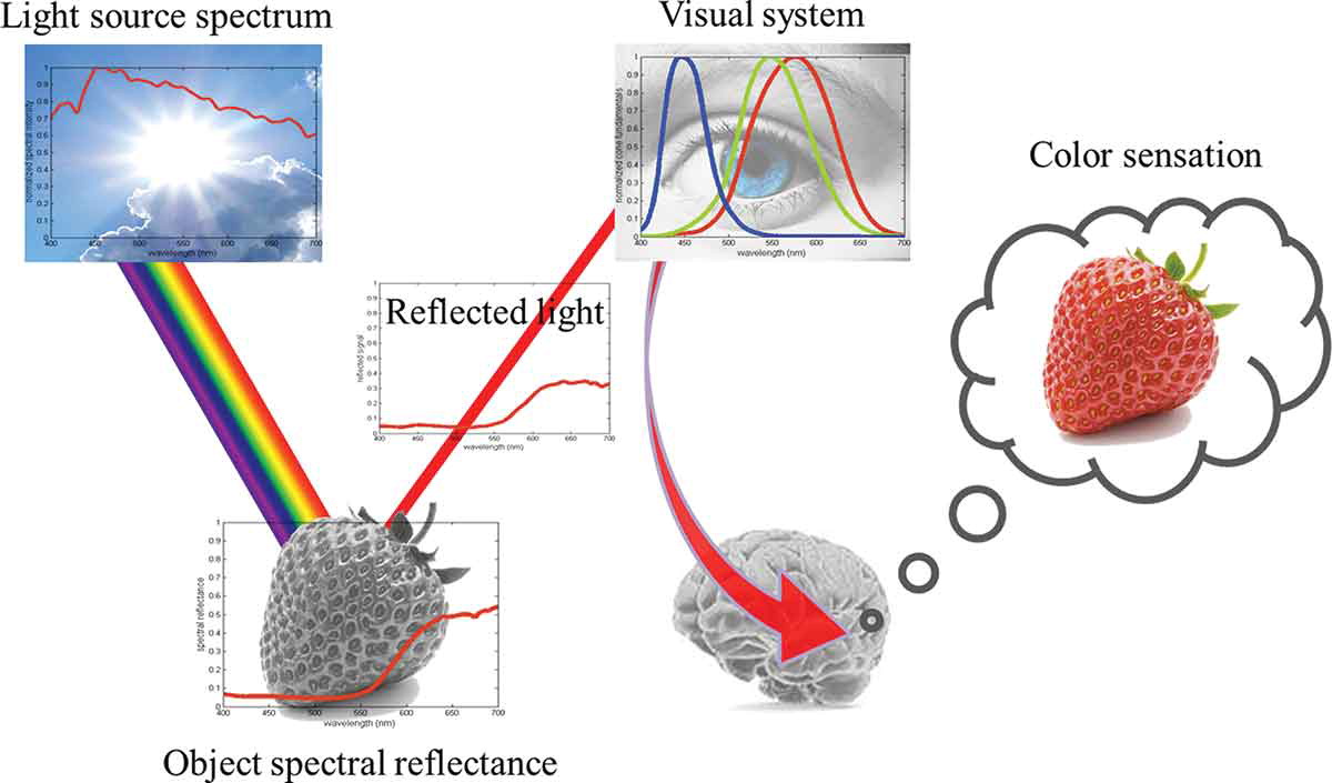 Stages in the perception of a red strawberry